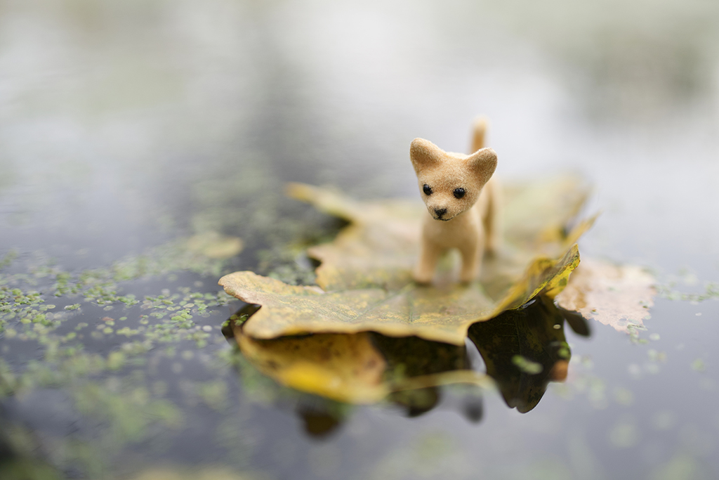 miniature-dog-leaf-wp