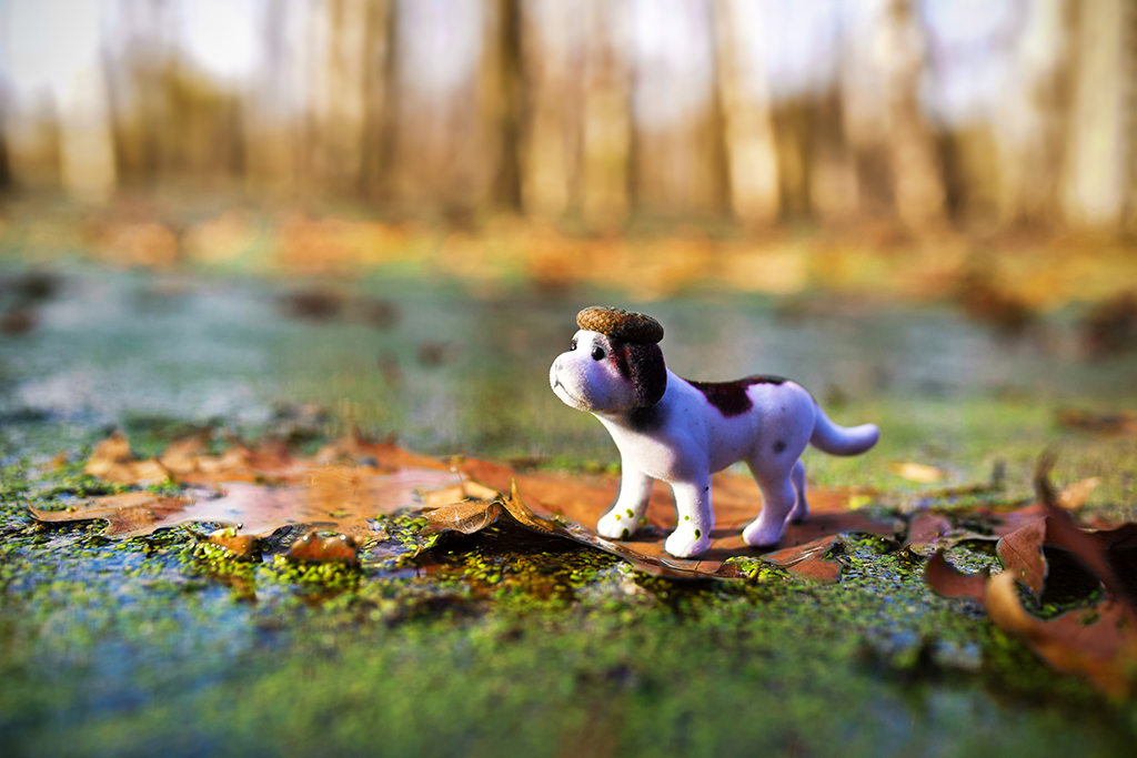 miniature-dog-wp